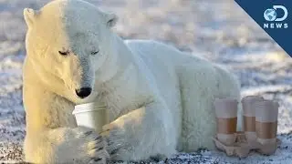 Почему белые медведи не впадают в спячку