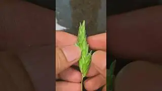 Amazing fruit for cutting skills #fruit #ytshorts #trending #popular #post #reels #viral #youtube