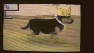 Hey Soul Sister-Nintendogs plus cats-Music video