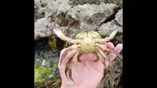 A feisty male Shore crab (Carcinus maenas) - almost caught me on the first attempt 😬🦀 County Clare.