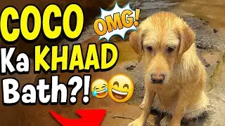 Coco&rsquo;s first swimming Vlog || Labra Coco || #doglife #labrador #dogvideos #funnydogs #funny #viral