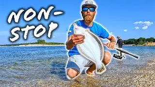 Non-Stop Fluke: GULP! MINNOW Teaser Rig (So MANY FLOUNDER)