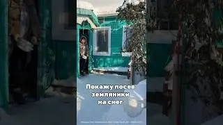 А вы знаете о таком способе выращивания земляники? #деревня #деньвдеревне #поселок #клубника #ягода