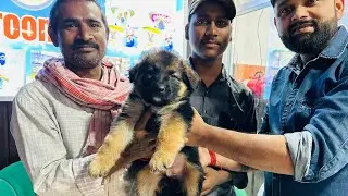 #Long #coat #German shepherd dog puppy sale Global Pet shop Azamgarh ​call 7007950024..8922002151