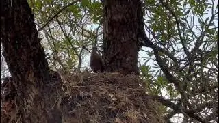 Hamerkop building a nest in Kruger