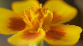 MFT 25mm F0.95 + macro rings. Life of aphids and other insects. Adventures of aphids on aloe flowers