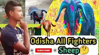 Odisha All 👉Fighters Sheep 🤔#Viral Sheep odisha 🐏