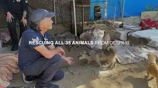 Operation Dusty Tails - the rescue of 35 dogs in a SoCal hoarding case