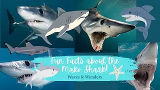 Fun Facts about the Mako Shark! #sharks #makoshark #oceanfacts #oceanlife #marinemystery #ocean 