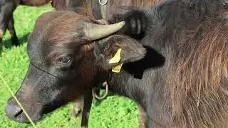 Buffalo Behavior That Saves Their Entire Herd
