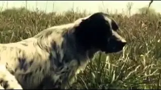 ADDESTRAMENTO AL RIPORTO PER CANI DA CACCIA
