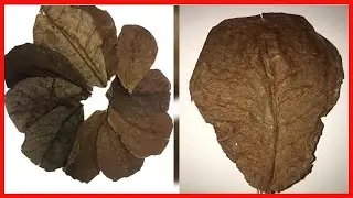 Betta  Shrimp Leaves 10 4 6 Premium Catappa Indian Almond Leaves Natural Habitat Tannin Producing