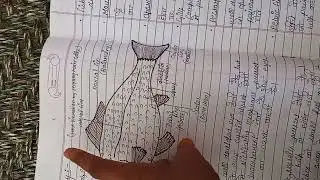 General organization of fish