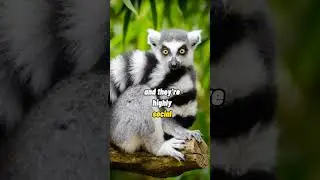 King Julian, the lemur! #shorts #animalfacts #lemur