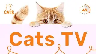 3 HOURS of CAT FUN Zone: The ULTIMATE Entertainment VIDEO for Curious CATS