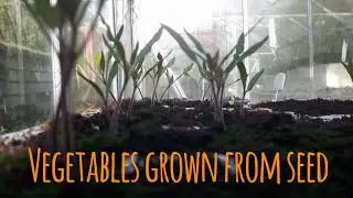 Fruit and Vegetable gardening at Kilmokea Gardens
