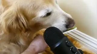 Dog licking peanut butter 🧈#asmr #asmrdog #dog