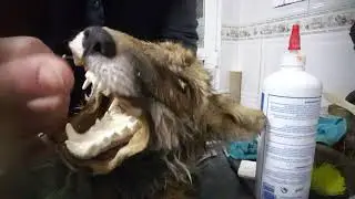 Video 1 parte 2 como hacer una cabeza de zorro con  taxidermia moderna .