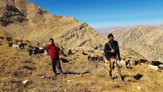 Nomadic Life: Nomadic Shepherd Life in the Zagros Mountains 🐑 | Nomadic Autumn Adventures 🌄