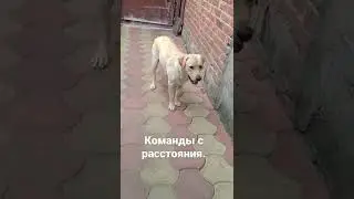 Лабрадор выполняет команды с расстояния.#дрессировкасобакКременчуг #дрессировкасобак #лабрадор