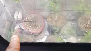 Syfi trillis veg update! ☄️🧑🏾&zwj;🚀🪴