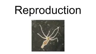 Hydra Vulgaris