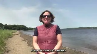 'Kelp' Us Learn: Early Earth and Seaweed