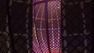 Watch till the end! 😊 | Can you find the captain? | Circus fun awaits!