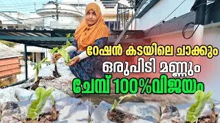 💯%വിളവ്|സ്ത്രീകളുടെ അടുക്കളതോട്ടത്തിന്റെ വിജയരഹസ്യം|MasterMidha|Homegardenideas|Terracekitchengarden