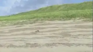 Compilation of dog (Spanish greyhound)
