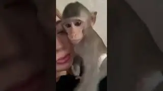 This monkey loves his human mother so much | Animal shorts