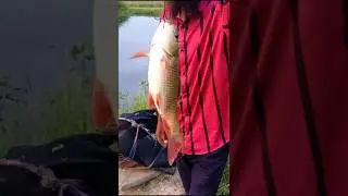Incredible Fish Catching in River Hook Rohu Fish #rohufish #fishing #hookfish