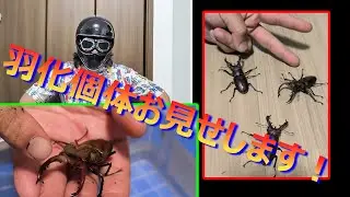タカサゴミヤマとタイワンミヤマの羽化掘り出し