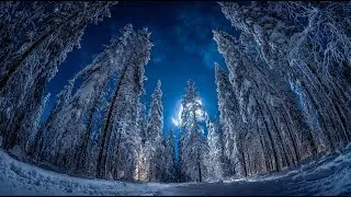 Winter Forest Sleep Music 🦉 Deep Ambient Sounds | Moonlit Pine Trees for Rest
