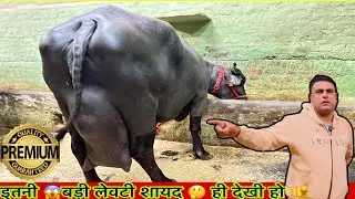 ये होती हैं सब से बड़े आडर ( लेवटी ) वाली मुर्रा , मोनवीर कुंडू का धमाका 💥, सब से बड़ी लेवटी की झोटी