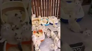 The kittens are on the move!💕😻 #cute  #kitten  #cat  #meow