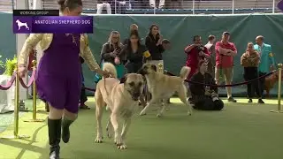 Anatolian Shepherd Dogs | Breed Judging 2023
