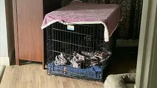 Blue's Crate
