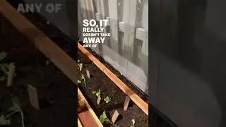 How to protect raised beds from iguanas. #shorts #raisedbeds #farmerjay