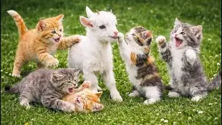 Cute Kittens Playing Together | Soft Meowing Sounds | Cute Cat Video Compilation