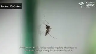 Identification of the Belgian mosquito genera: adult