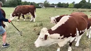 Frank's farm Cows helping remove the Ragwort