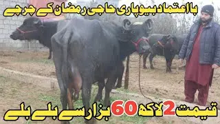 حاجی رمضان سیالکوٹ 5 خوبصورت جھوٹیاں 1 گائے دستیاب 16 جنوری 2026 Farming and Business Ideas