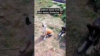 When a Dog Barks. Instinct Takes Control🐕#shorts #blissamidchaos #shortsfeed #shortsviral #dogshorts