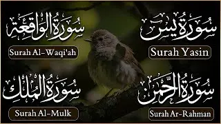 Morning tilawat of Surah Yaseen, Surah Rahman, Surah Waqiah, Mulk ep 00436 #qurantranslation