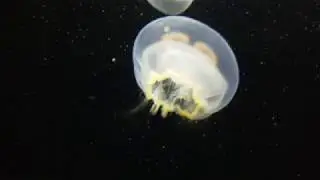 PDZA - Jellyfish 2