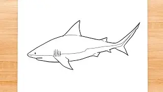 How to draw Bull Shark