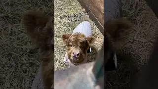Throwback to my sassy hungry baby mini cows #babycow #babyanimal #cowvideos #farmvideo #minicow