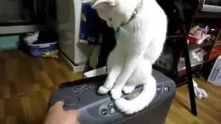 Cat VS me