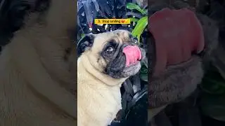 Hopper's model face 🥺 #pug #puppy #doglover #cute #ytshorts